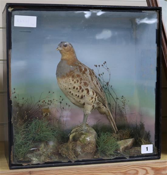 A taxidermic partridge by Pratt of Brighton 38 x 38cm